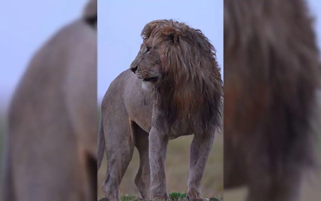 सोशल मीडिया पर छाया घुंघराले बालों वाला lion, फोटोज देखकर आप भी हो जाएंगे दिवाने…