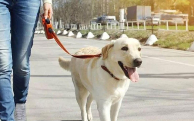 Rajasthan : जयपुर में Dog के साथ क्रूरता का वीडियो वायरल, शर्मसार मानवता हुई…